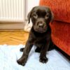 chocolate Labrador retriever puppies for sale