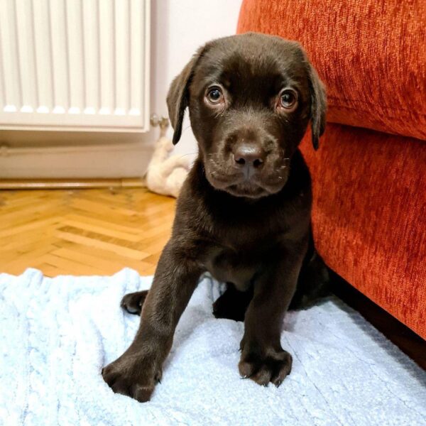 chocolate Labrador retriever puppies for sale