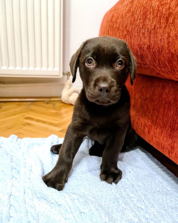 chocolate Labrador retriever puppies for sale