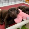 chocolate lab puppies for sale