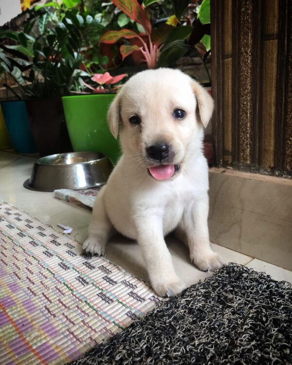Labrador puppies for sale