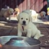 white Labrador retriever for sale