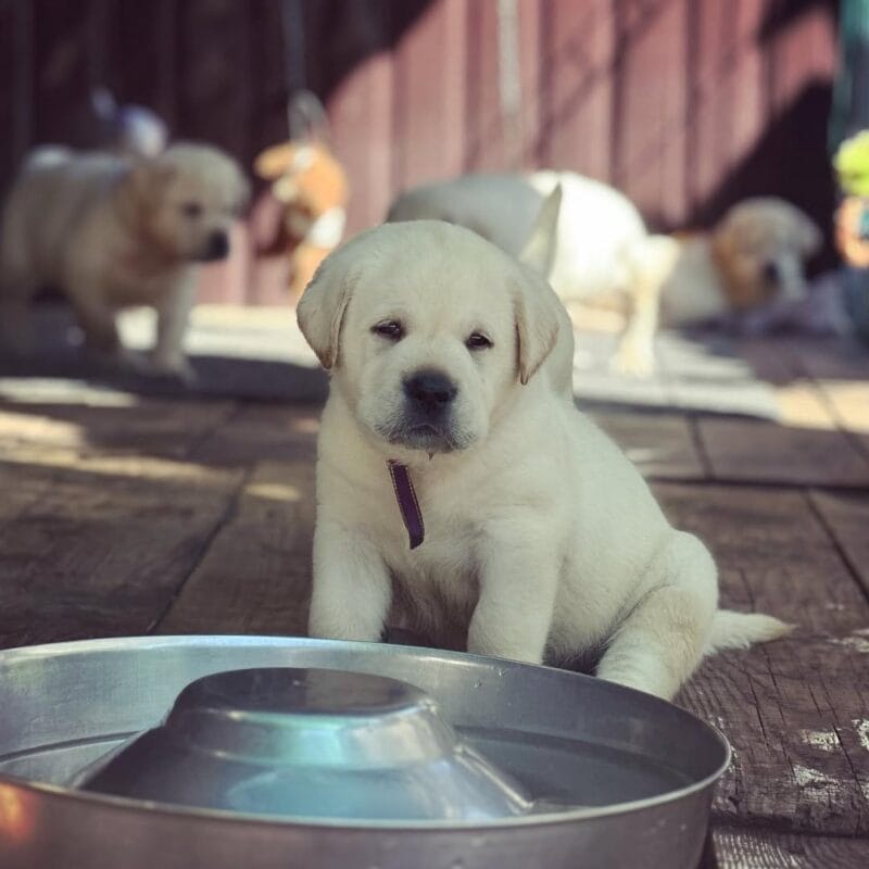 white Labrador retriever for sale