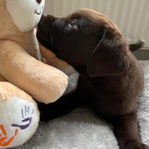 Purebred Male silver lab puppies for sale