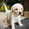 golden retriever puppies for sale