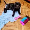 Labrador retriever chocolate puppy​ for sale