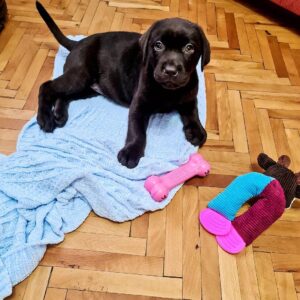Labrador retriever chocolate puppy​ for sale