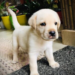 golden retriever puppies for sale