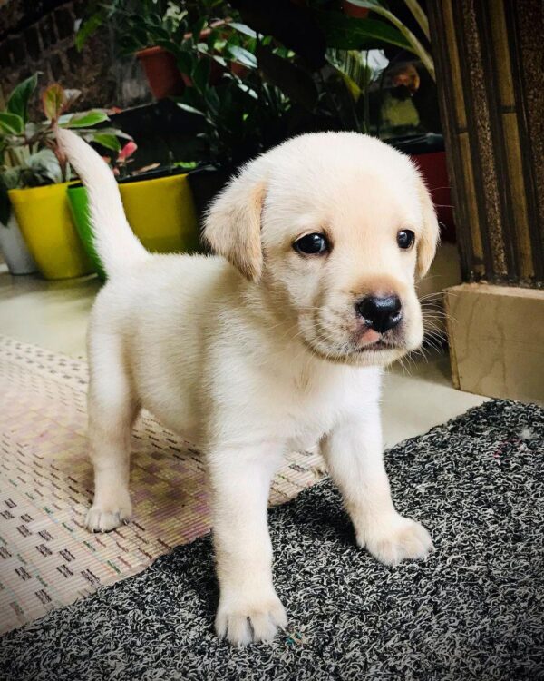 golden retriever puppies for sale