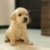yellow lab puppies for sale