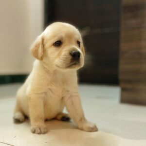 yellow lab puppies for sale
