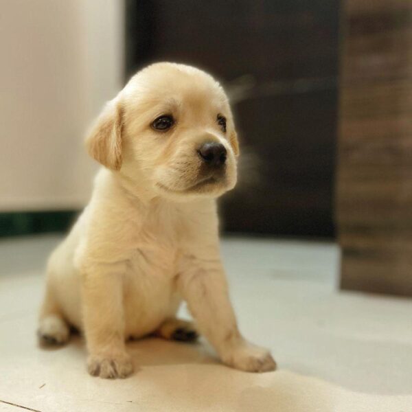yellow lab puppies for sale