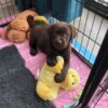 Labrador retriever puppies for sale