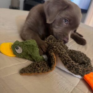 chocolate lab puppies for sale