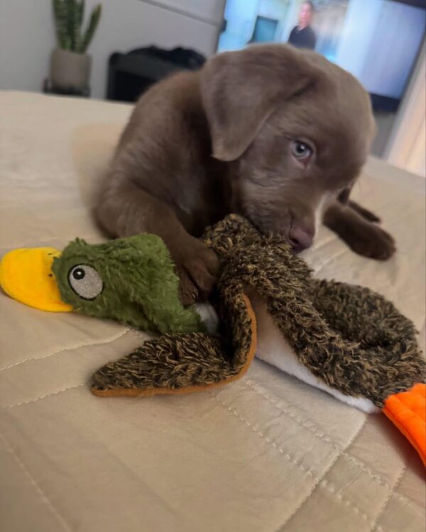 chocolate lab puppies for sale