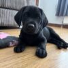 black lab puppies for sale