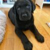 Labrador Retriever Puppies Near Me