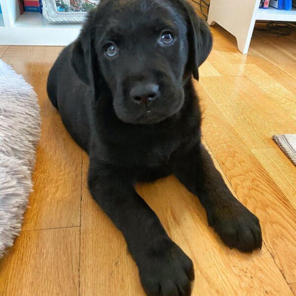 Labrador Retriever Puppies Near Me