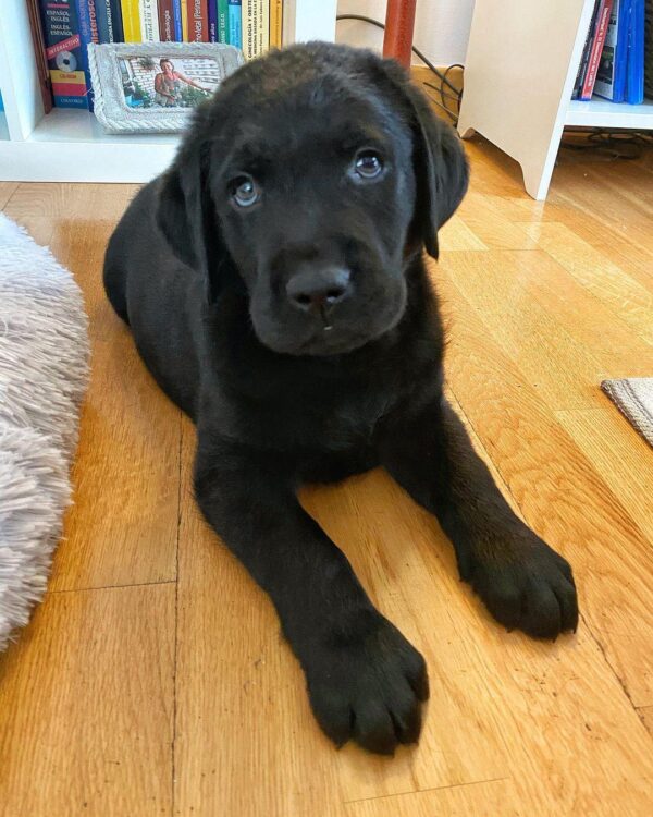 Labrador Retriever Puppies Near Me