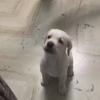 white Labrador puppies for sale
