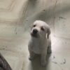 white Labrador retriever for sale