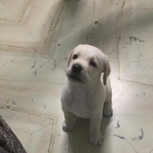 white Labrador retriever for sale