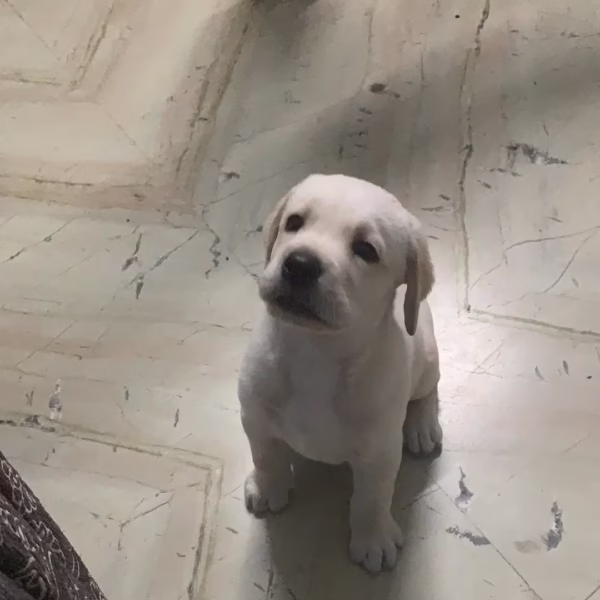 white Labrador puppies for sale