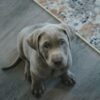 silver lab puppies for sale