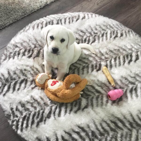 white Labrador puppies for sale
