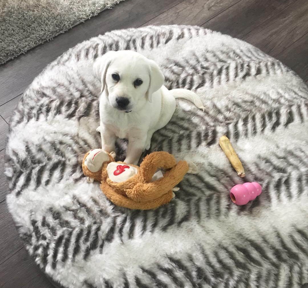 white labrador puppies for sale white Labrador puppies for sale