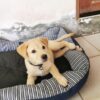 red fox lab puppies for sale