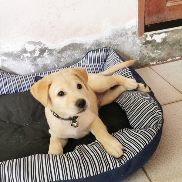 red fox lab puppies for sale
