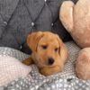 fox red lab puppies for sale