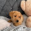 red fox lab puppies for sale