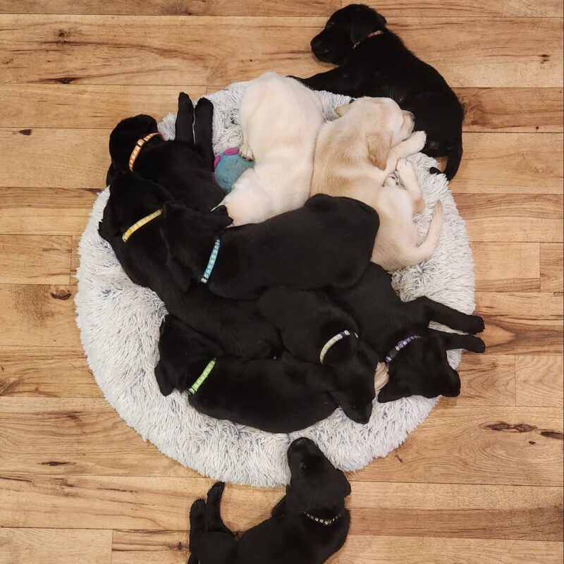 Labrador retriever puppies for sale