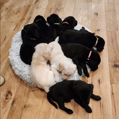 Labrador puppies
