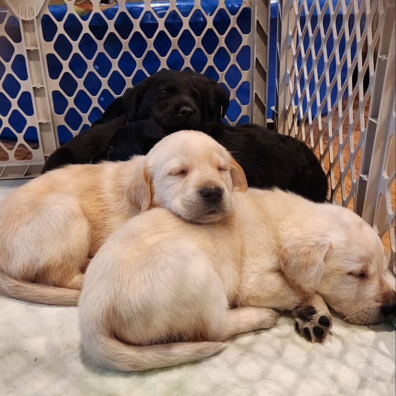 Labrador puppy