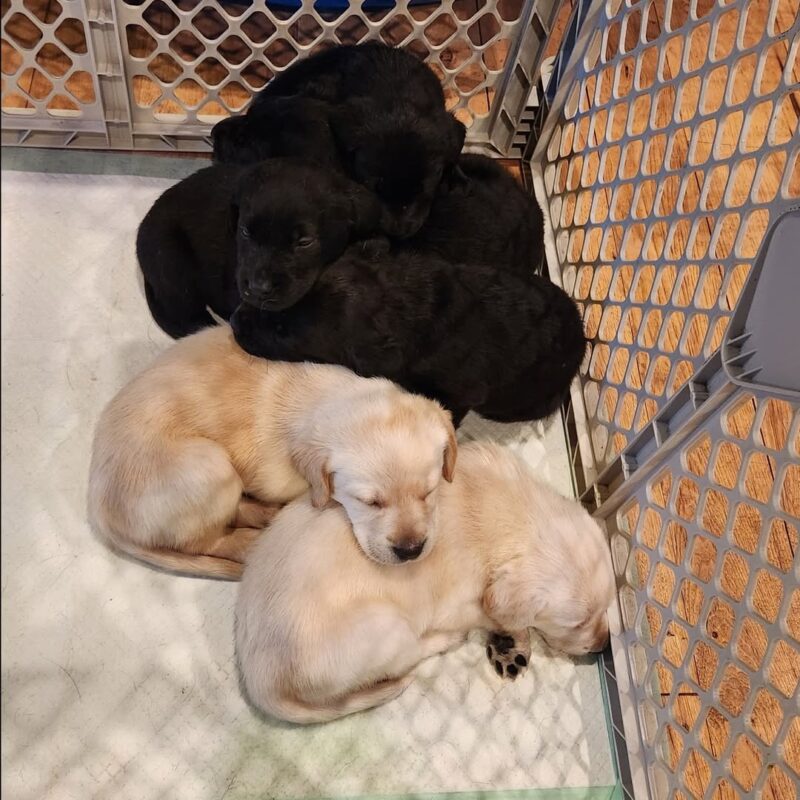 Labrador retriever puppy for sale