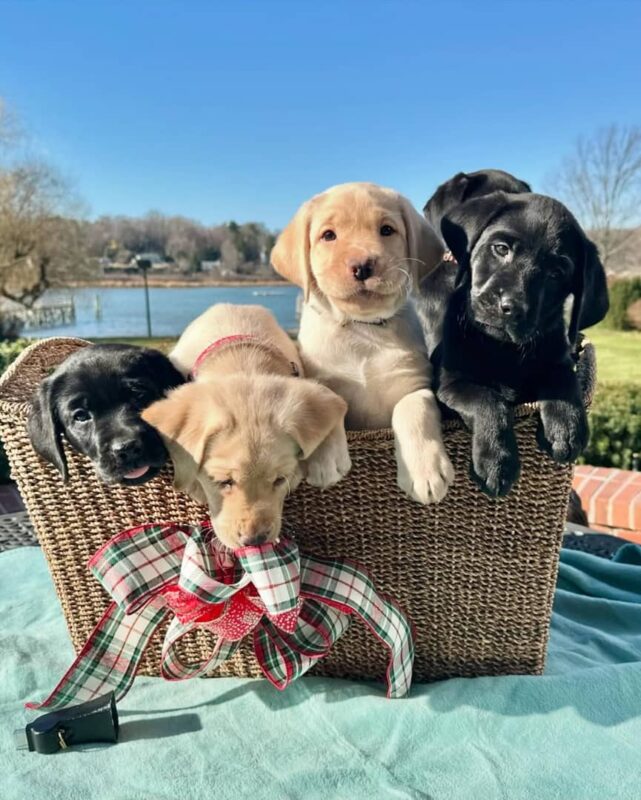 Labrador puppies for sale near me