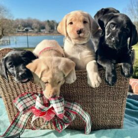 Healthy Labrador retriever puppies for sale -Healthy & Family Friendly Dog
