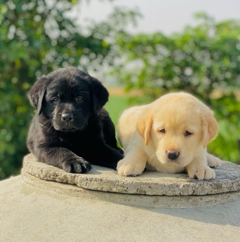 Labrador Puppies Today
