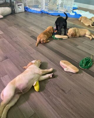 Labrador Puppies for Sale Labrador Puppies for Sale