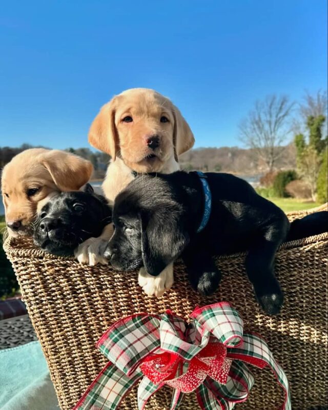 Labrador Puppies Today