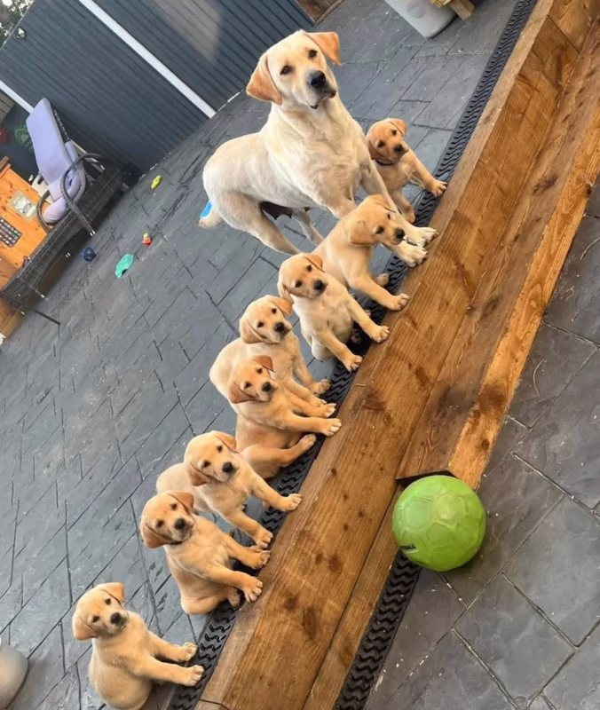 Yellow Lab Puppies Near Me for sale