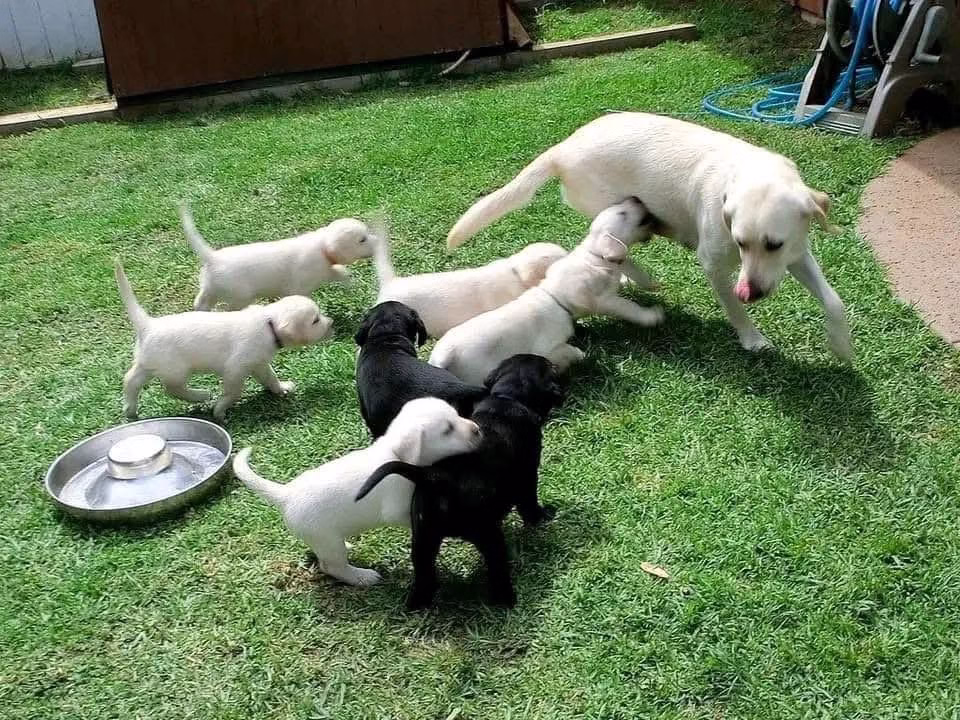 Labrador retriever puppies for sale