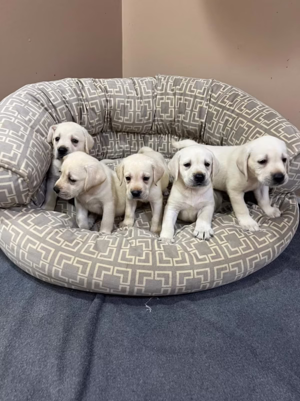 Yellow Labrador Retriever Puppies For Sale