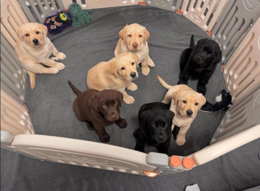 Labrador retriever puppies for sale