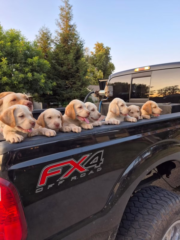 Labrador Puppies for Sale in ND