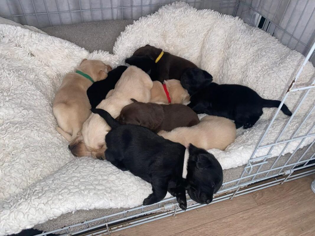 Labrador Puppies for Sale