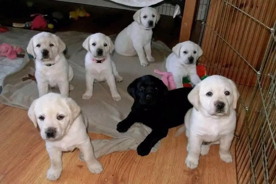 Buy Lab Retriever Puppies | Labrador Today